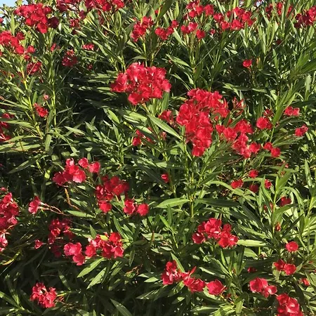 Apartment Appt T2 Standing Avec Piscine Et Terrasse Porto-Vecchio (Corsica)