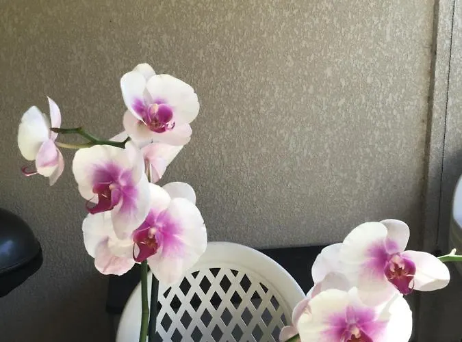 Appt T2 Standing Avec Piscine Et Terrasse *