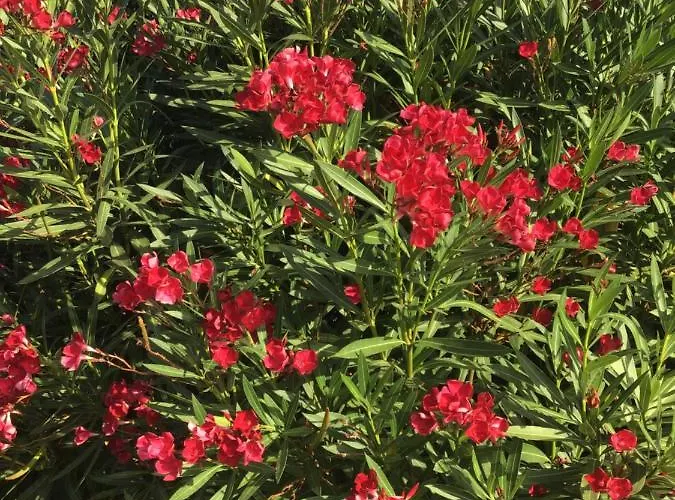 アパート Appt T2 Standing Avec Piscine Et Terrasse ポルトヴェッキオ